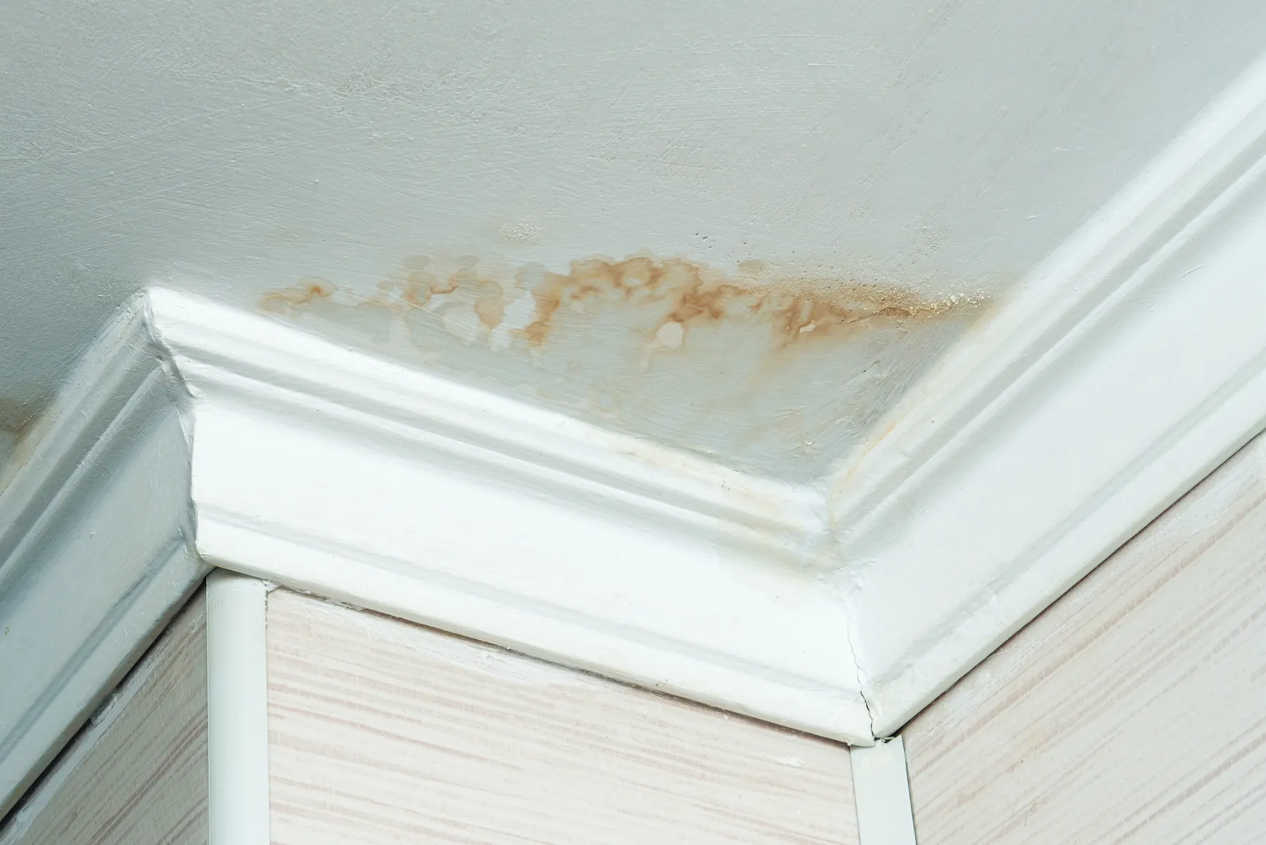 A brown water stain spreading across a white ceiling and down the coving in a corner